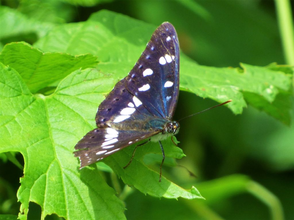 Limenitis reducta